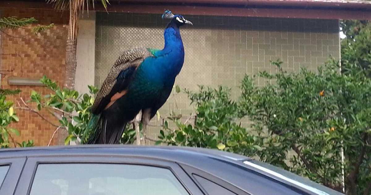 Molfetta, pavoni vivono liberi tra le villette: ma da dove arrivano?